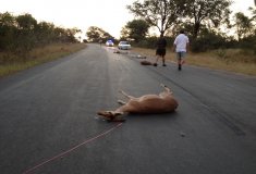 Seven Impala killed on the road by a delivery vehicle in one of National Parks