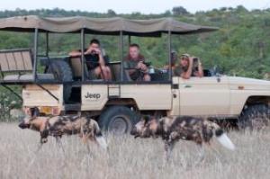 African Wild Dog tourism experience – the second most Endangered carnivore in Africa